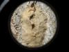 Lymantria dispar